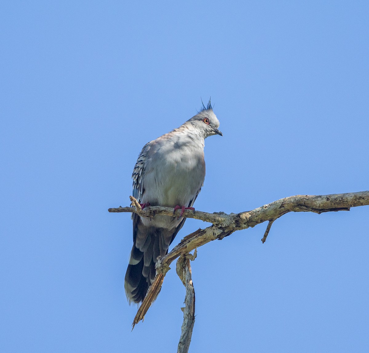 Crested Pigeon - ML616614406
