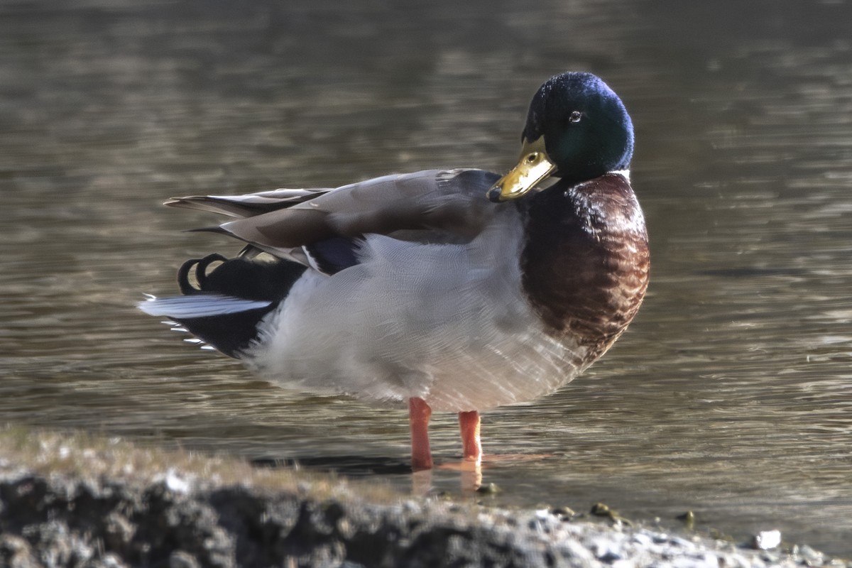 Mallard - Van Pierszalowski