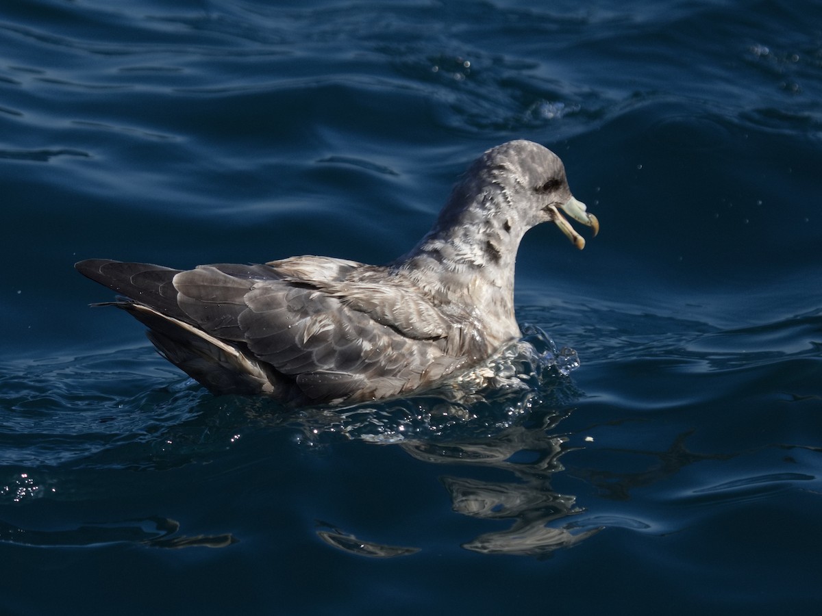 Fulmar boréal - ML616614426