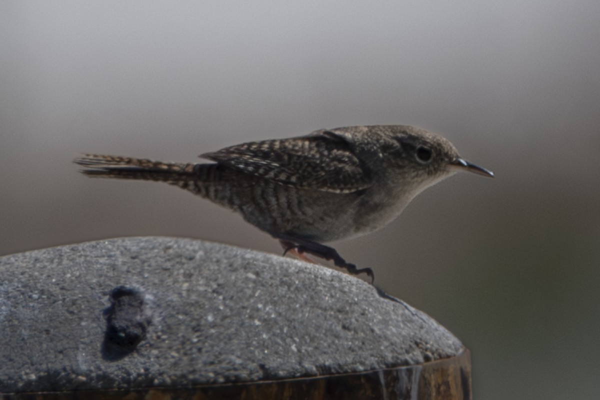 House Wren - Van Pierszalowski