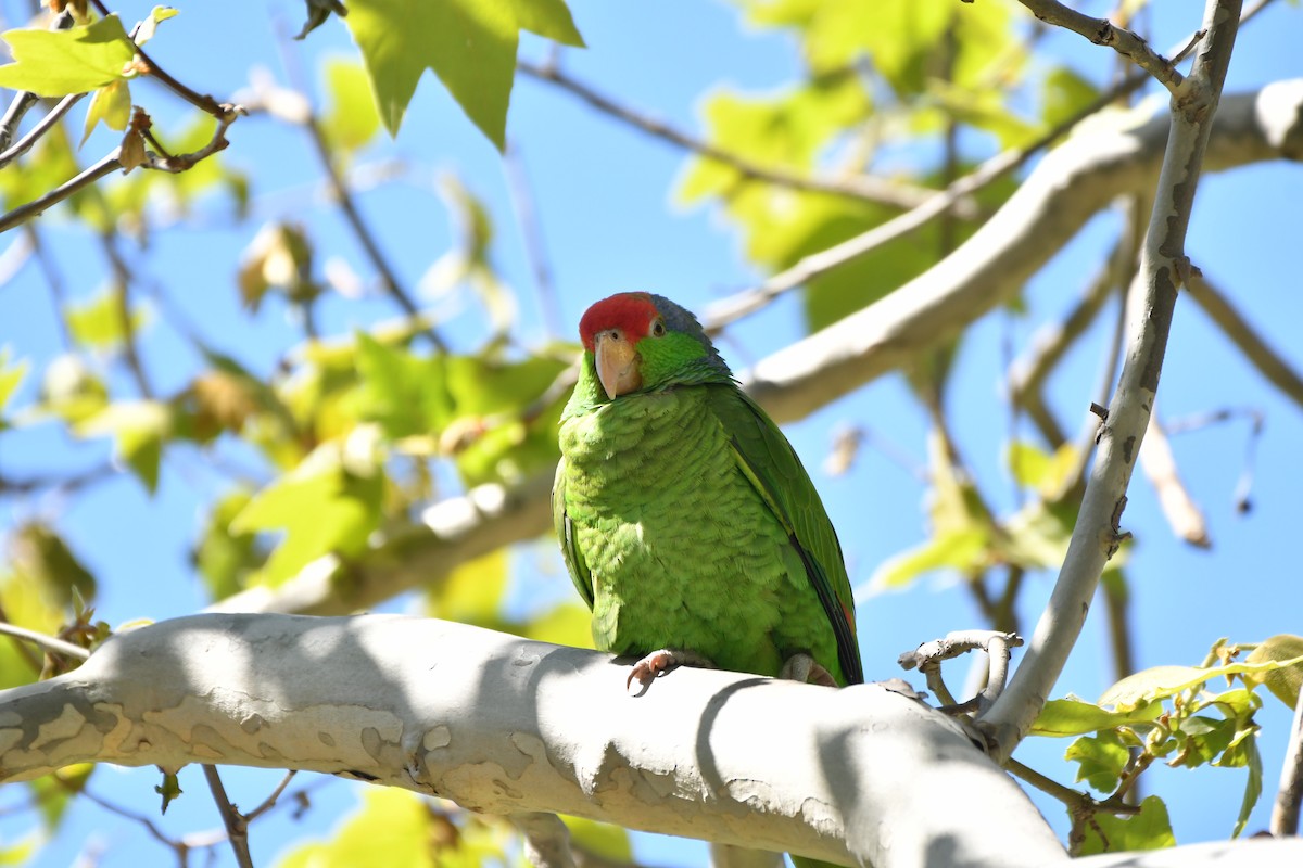 Red-crowned Parrot - ML616614434