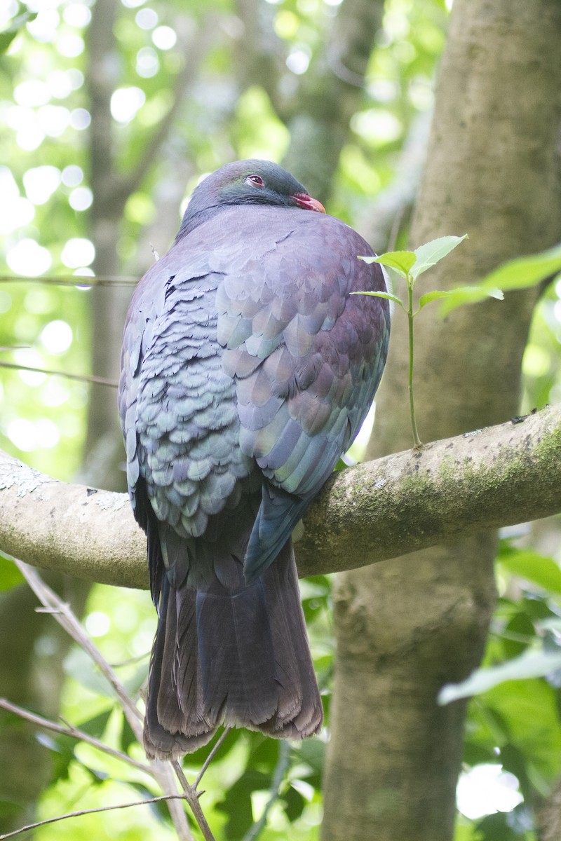 New Zealand Pigeon - David Robichaud