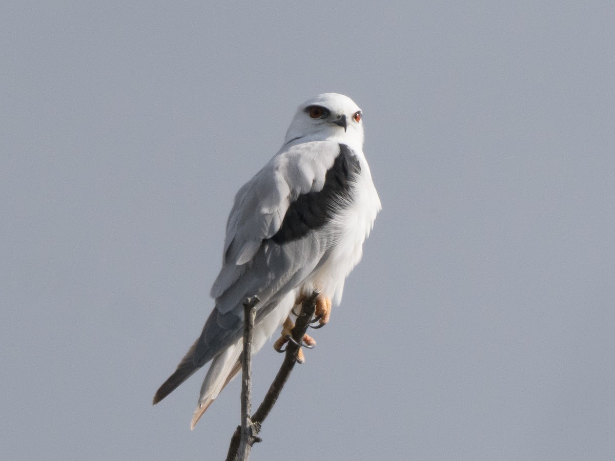 Black-shouldered Kite - Patrick Cox