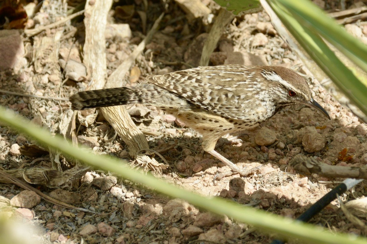 Cactus Wren - Vic Dillabaugh