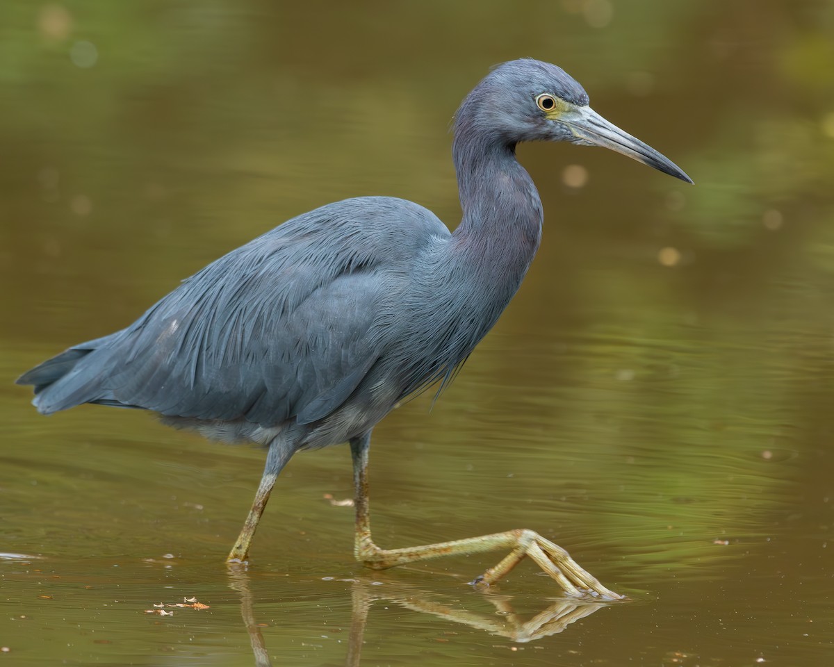 Little Blue Heron - ML616614529