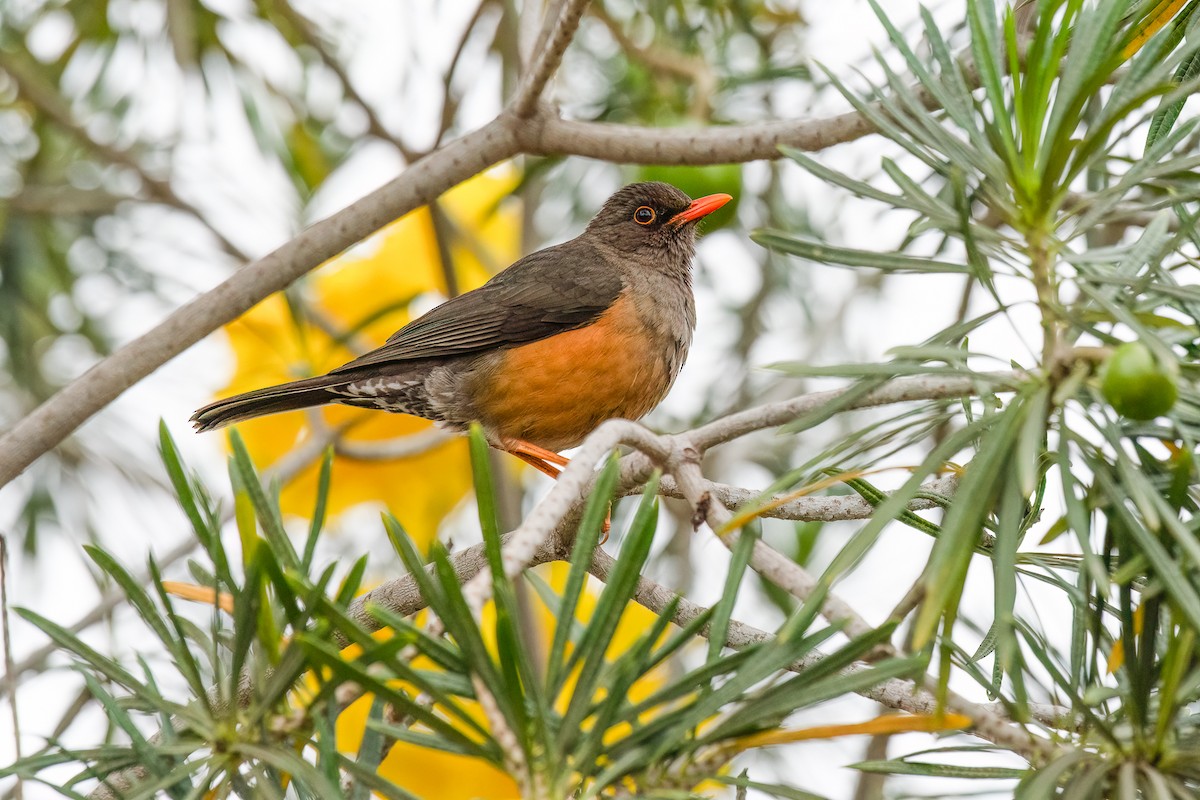 Abyssinian Thrush - ML616614536