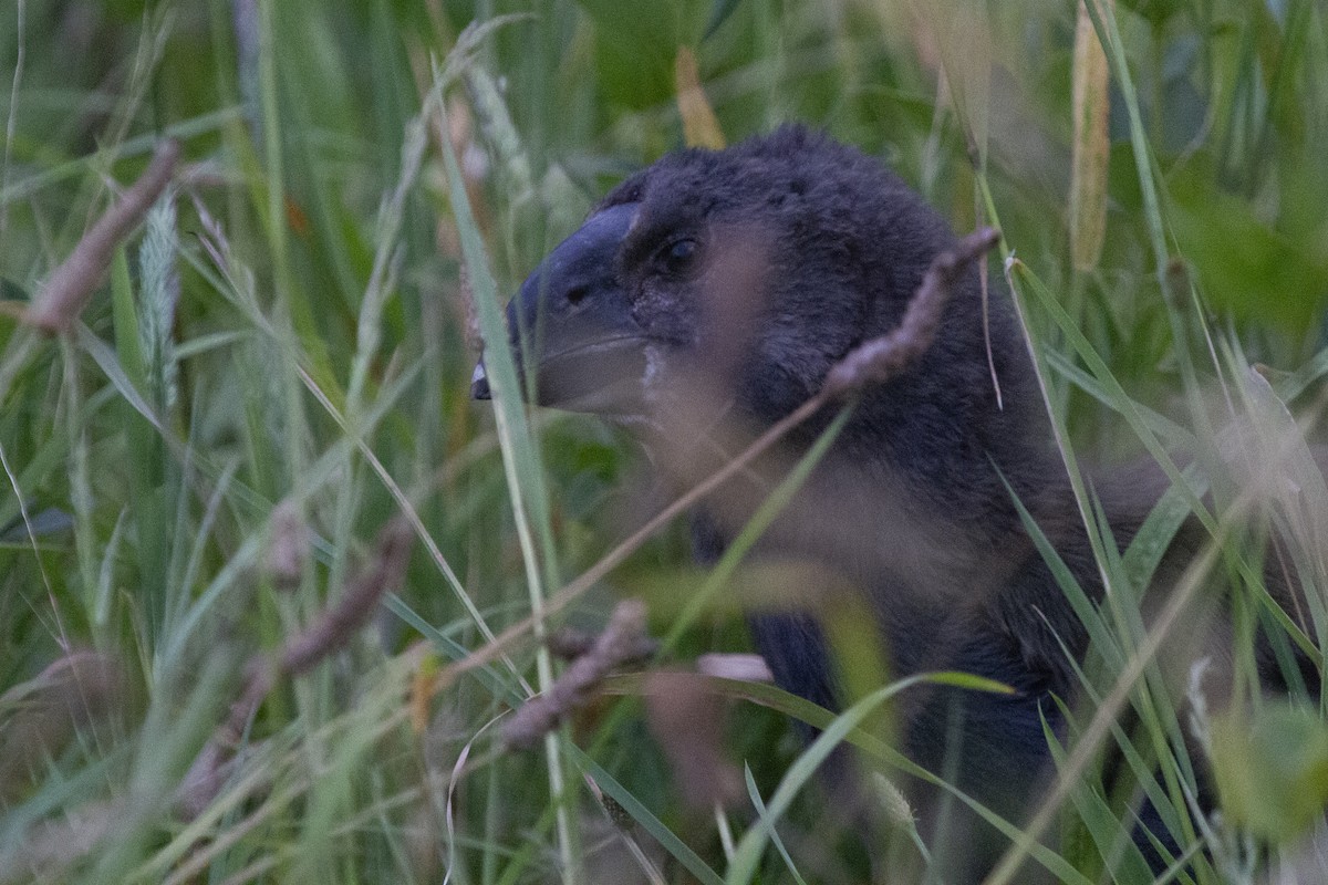 South Island Takahe - ML616614545