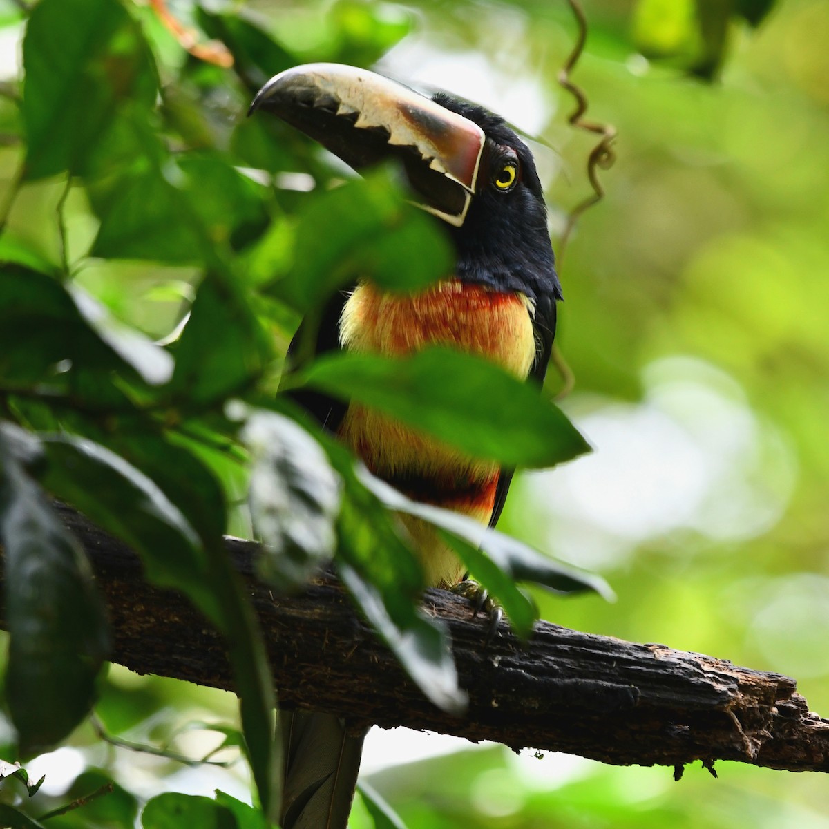 Collared Aracari - ML616614596