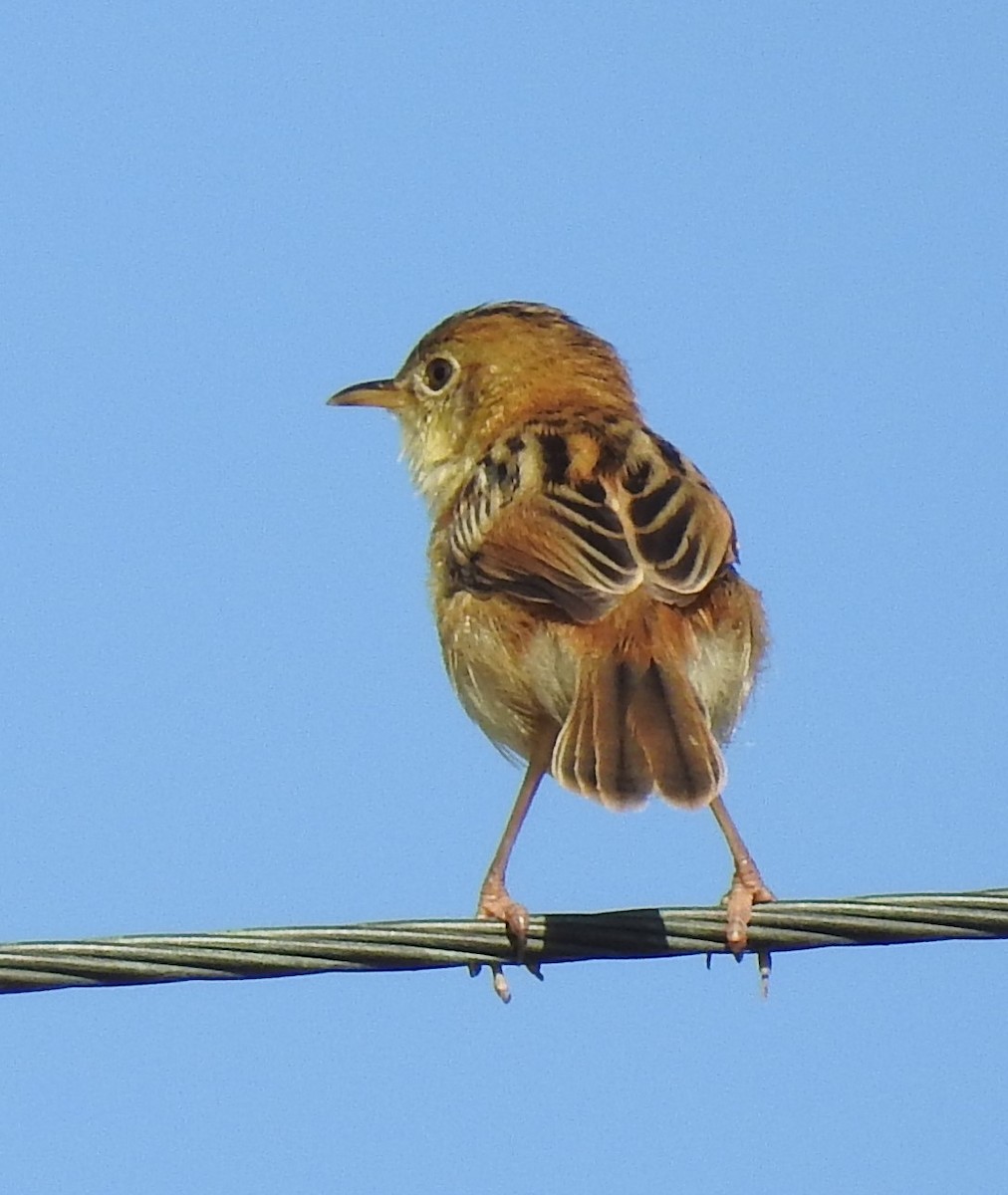 Cisticole à couronne dorée - ML616614598