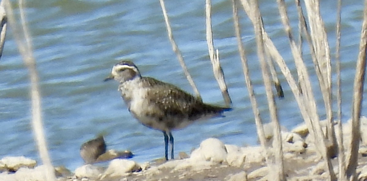 American Golden-Plover - Christopher Daniels