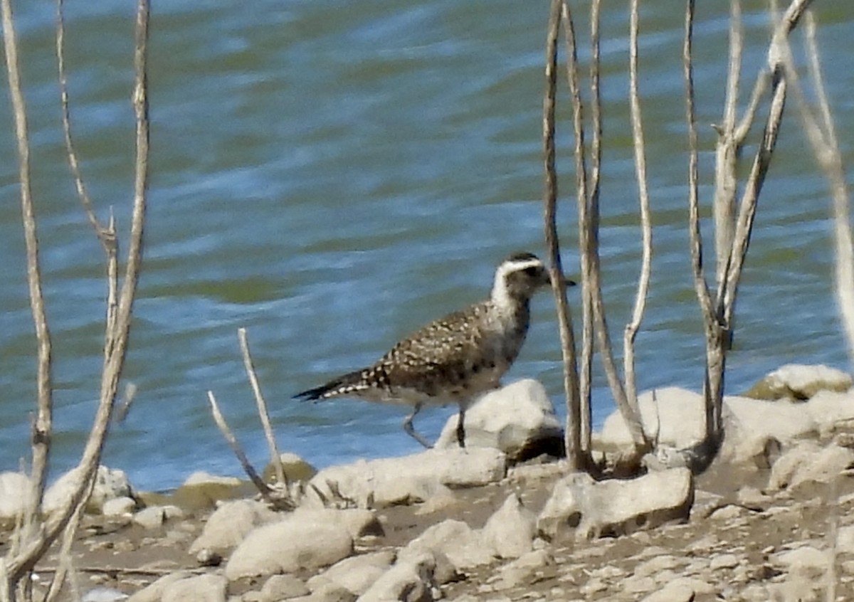 American Golden-Plover - ML616614601