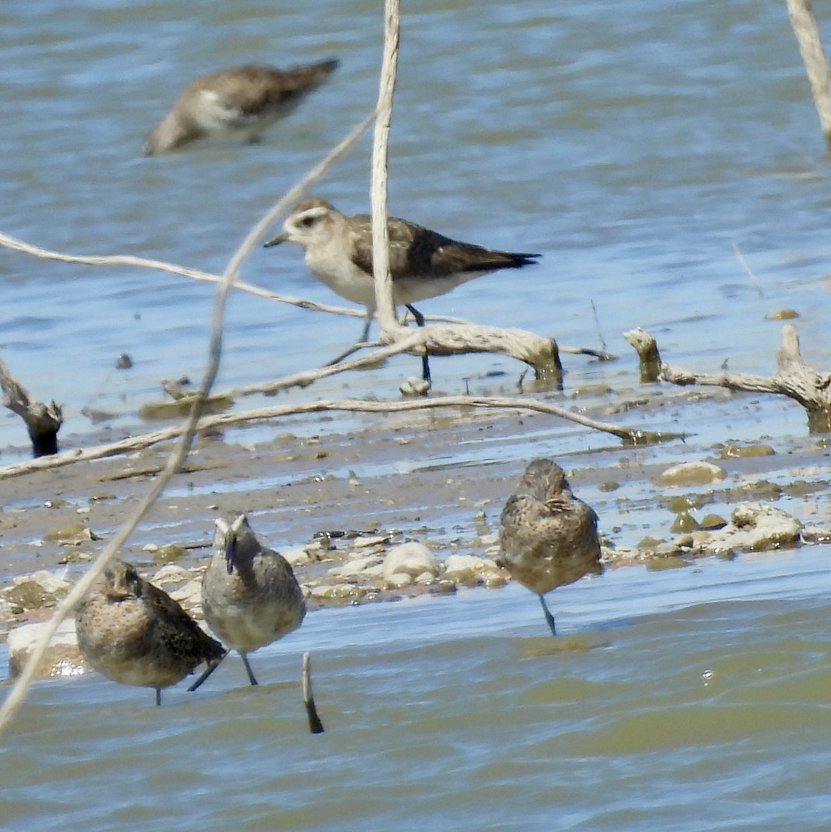 American Golden-Plover - Christopher Daniels