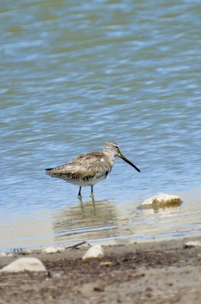 Long-billed Dowitcher - ML616614612