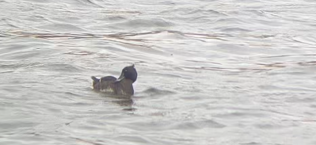 Tufted Duck - ML616614646