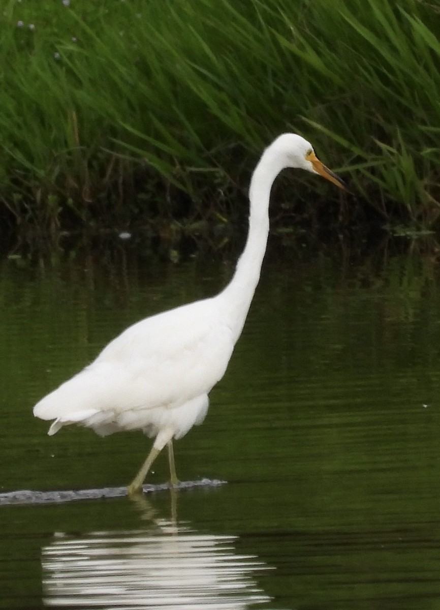 Little Egret - ML616614654