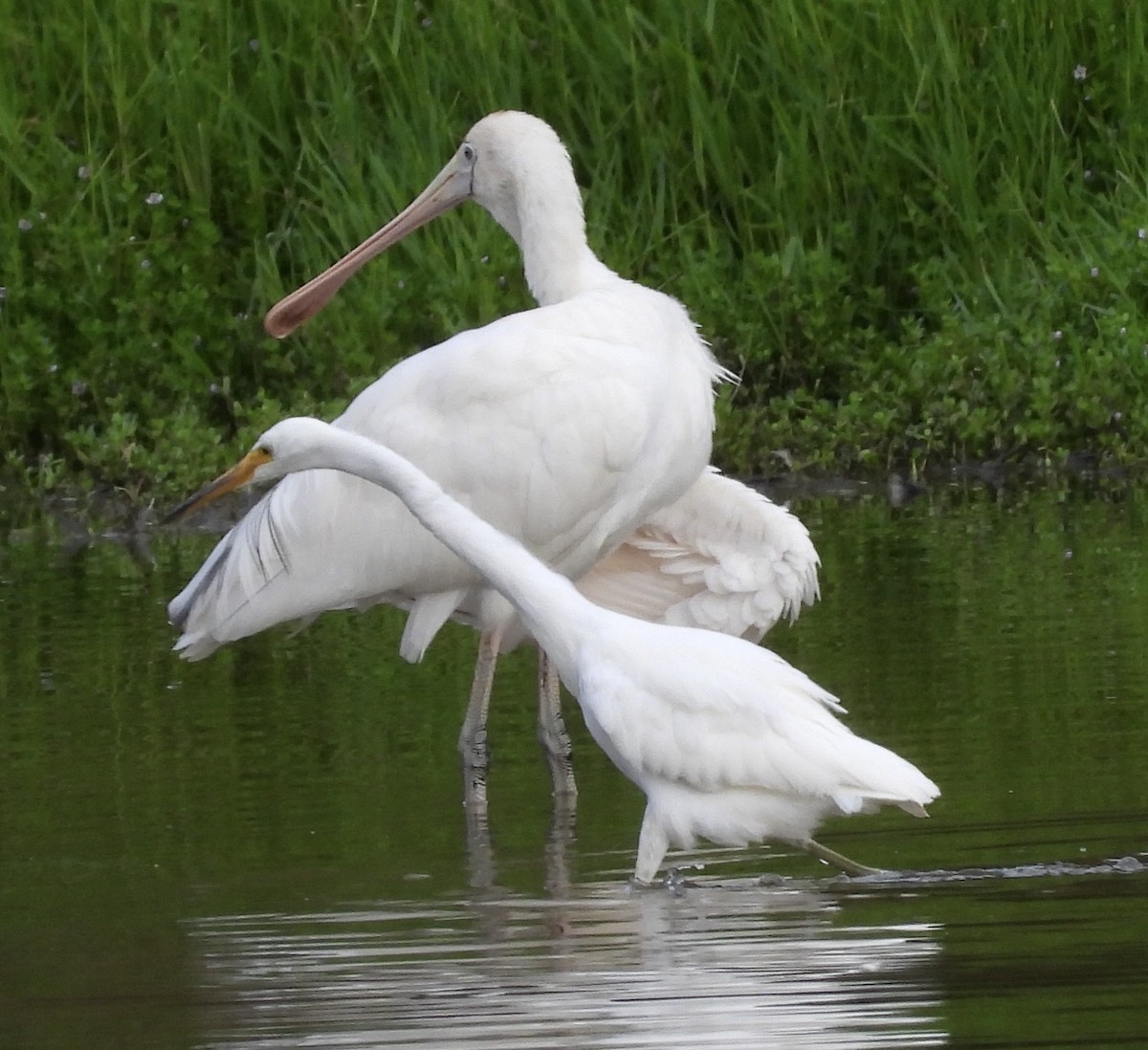 Little Egret - ML616614656