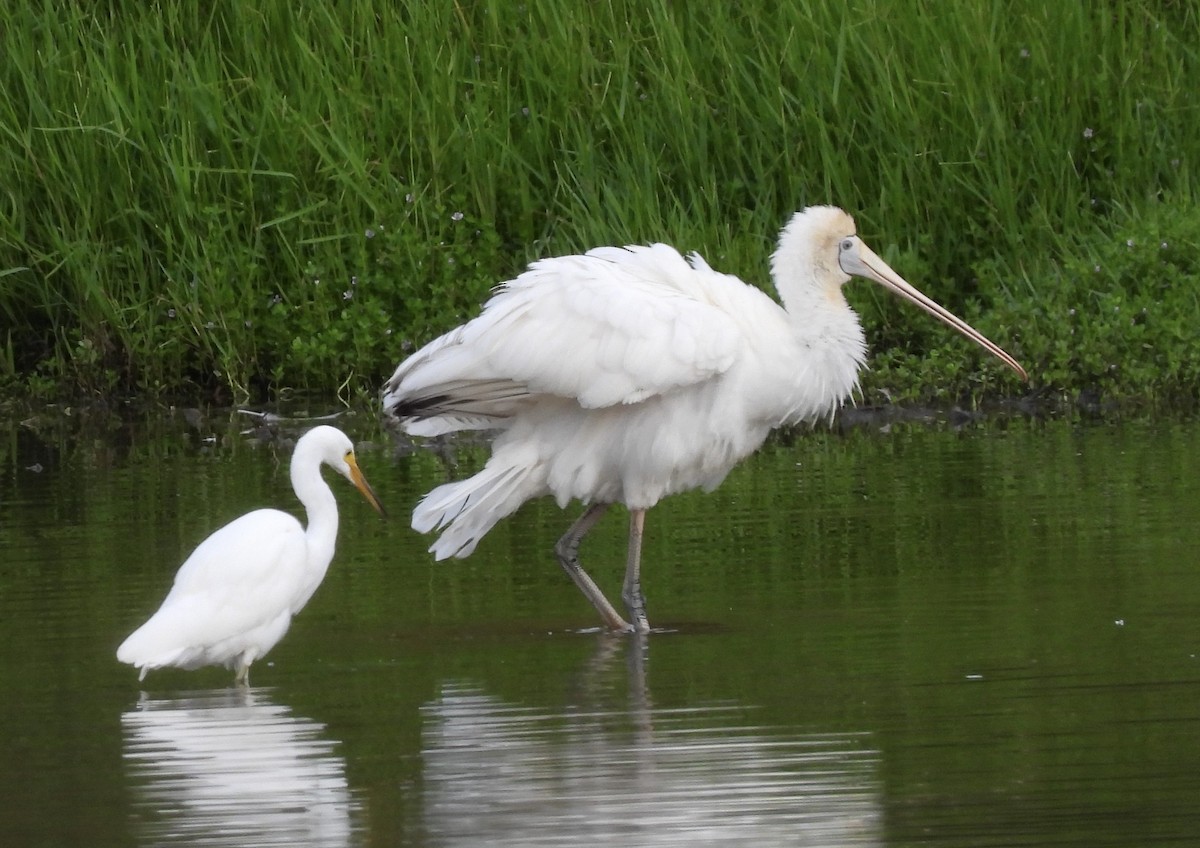 Little Egret - ML616614657