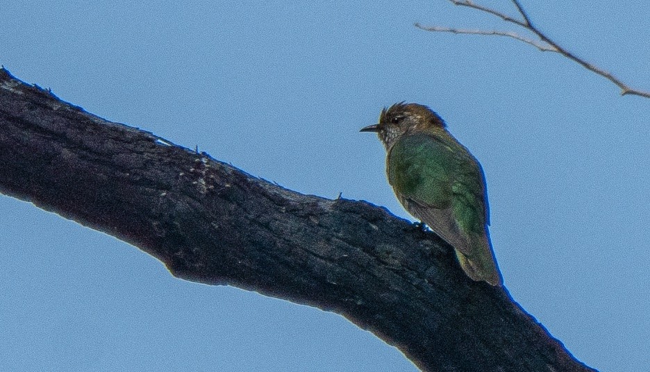 Shining Bronze-Cuckoo - ML616614658