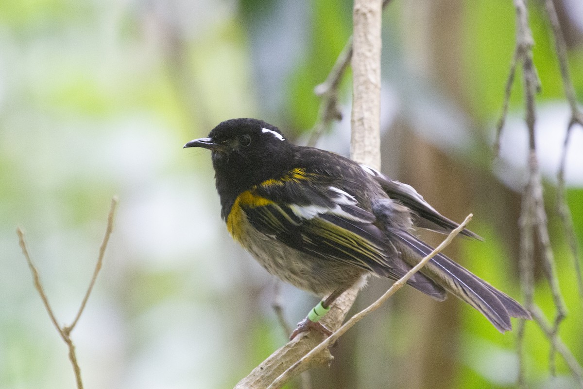 Hihi de Nouvelle-Zélande - ML616614660