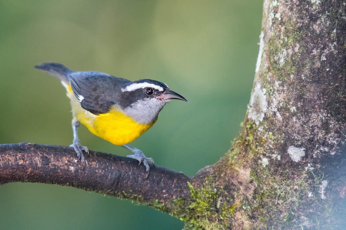 Bananaquit (Continental) - Ian Hearn