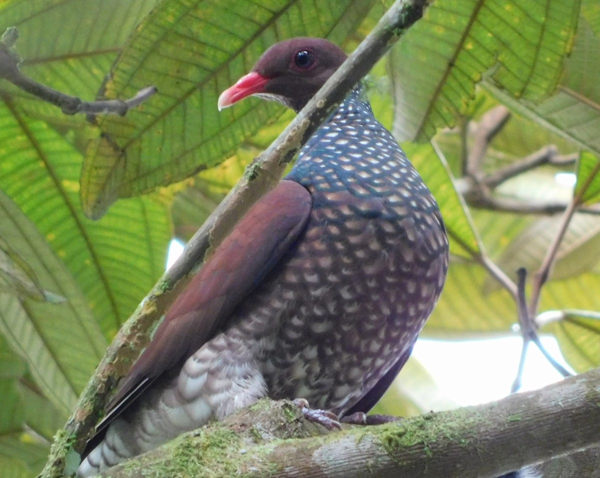 Scaled Pigeon - Andres Paniagua