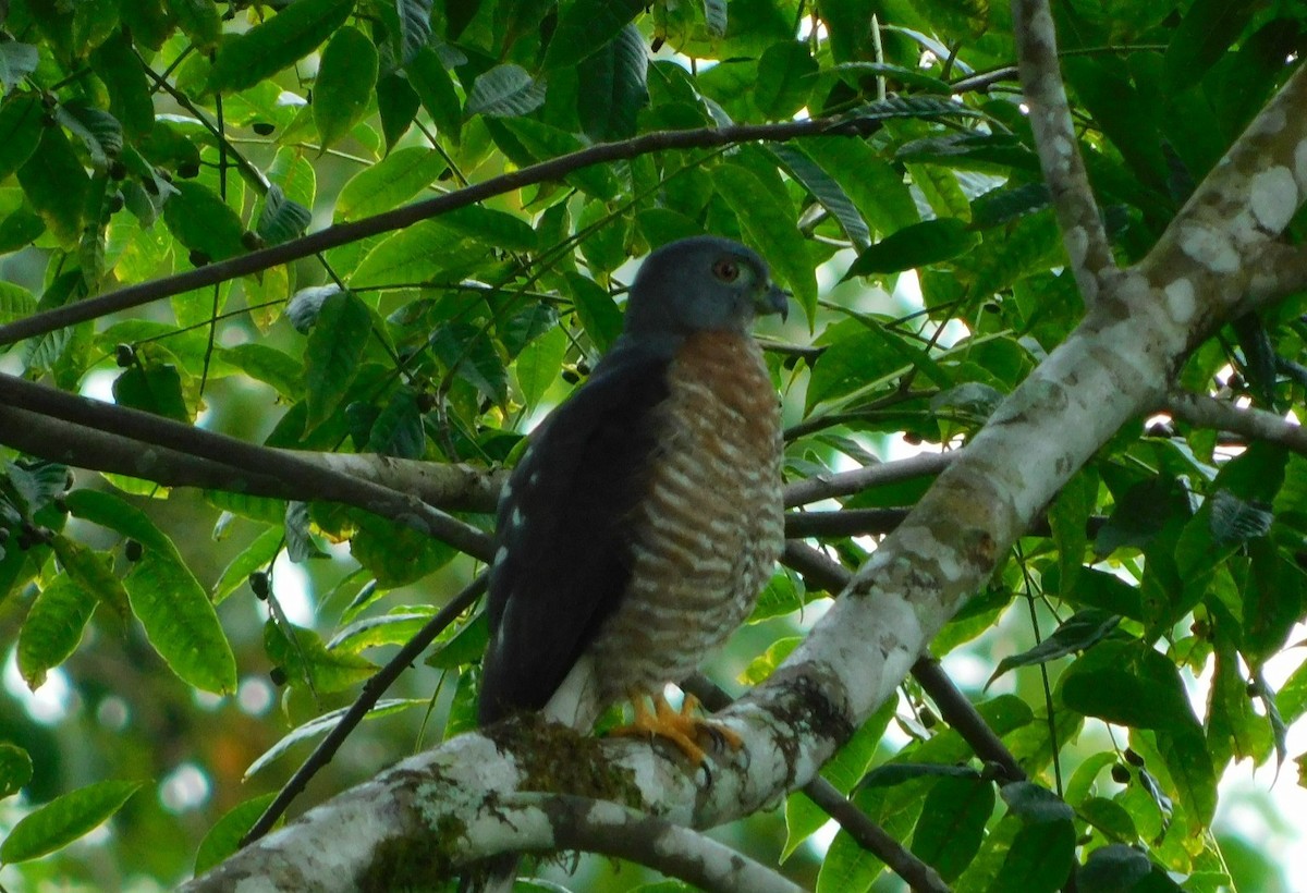 Double-toothed Kite - ML616614711