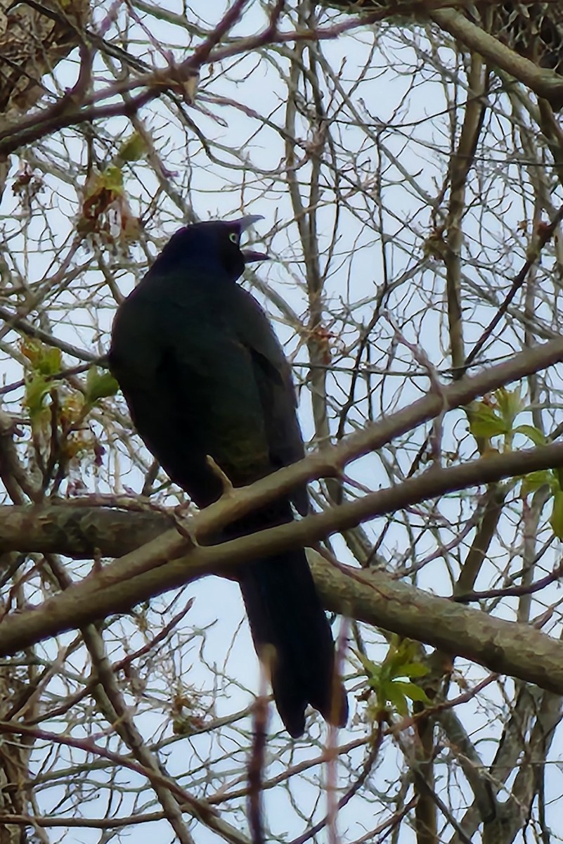 Common Grackle - ML616614715