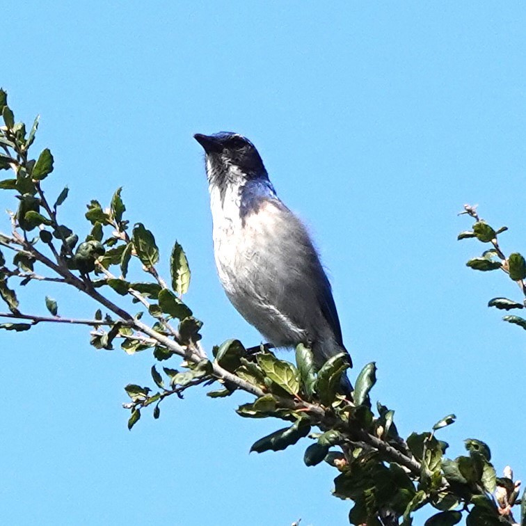 California Scrub-Jay - Mary Jo Hayes