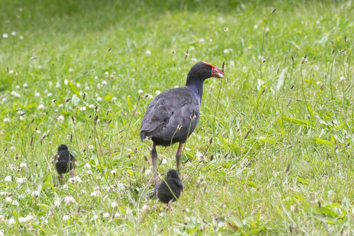 Australasian Swamphen - ML616614770