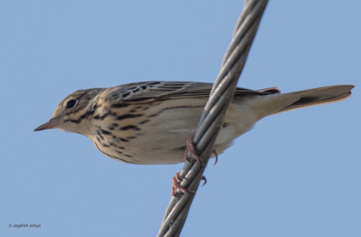 Tree Pipit - Jagdish Jatiya