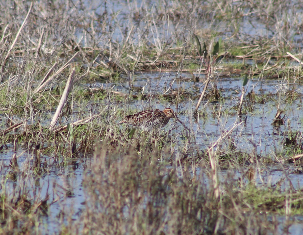 Wilson's Snipe - ML616614862