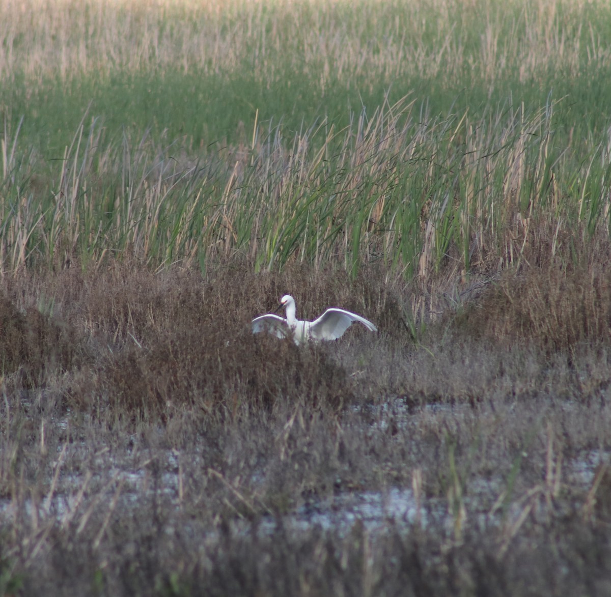 Snowy Egret - Rachel Street