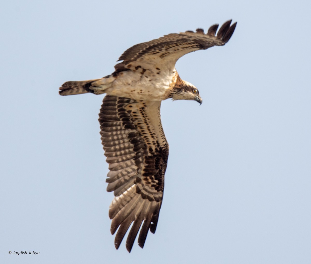 Osprey - Jagdish Jatiya