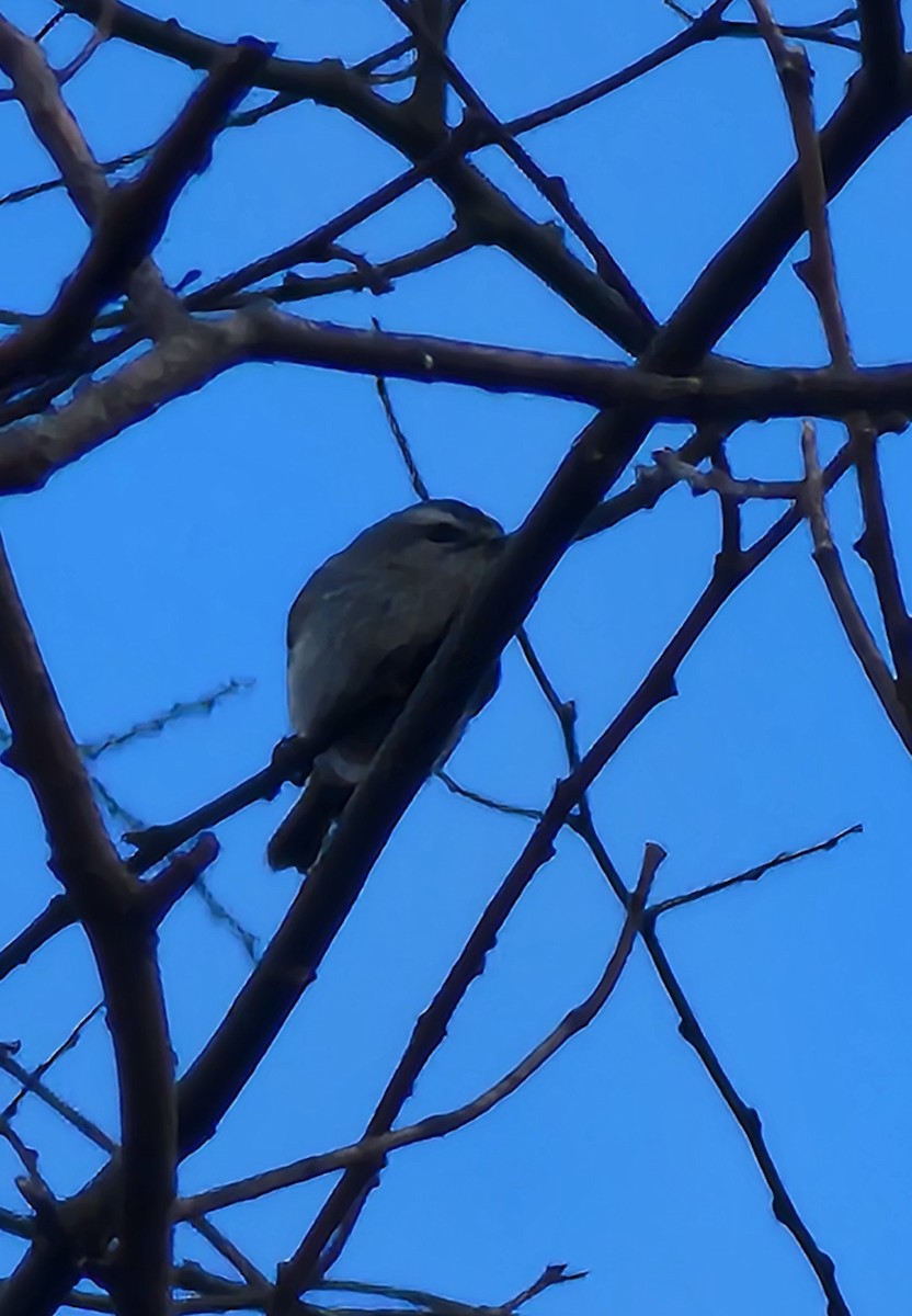 Golden-crowned Kinglet - ML616614890