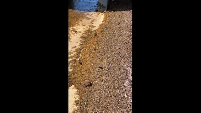 Ruddy Turnstone - ML616614908