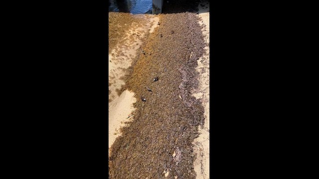 Ruddy Turnstone - ML616614909