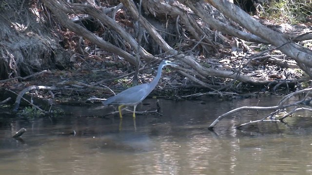 White-faced Heron - ML616614934