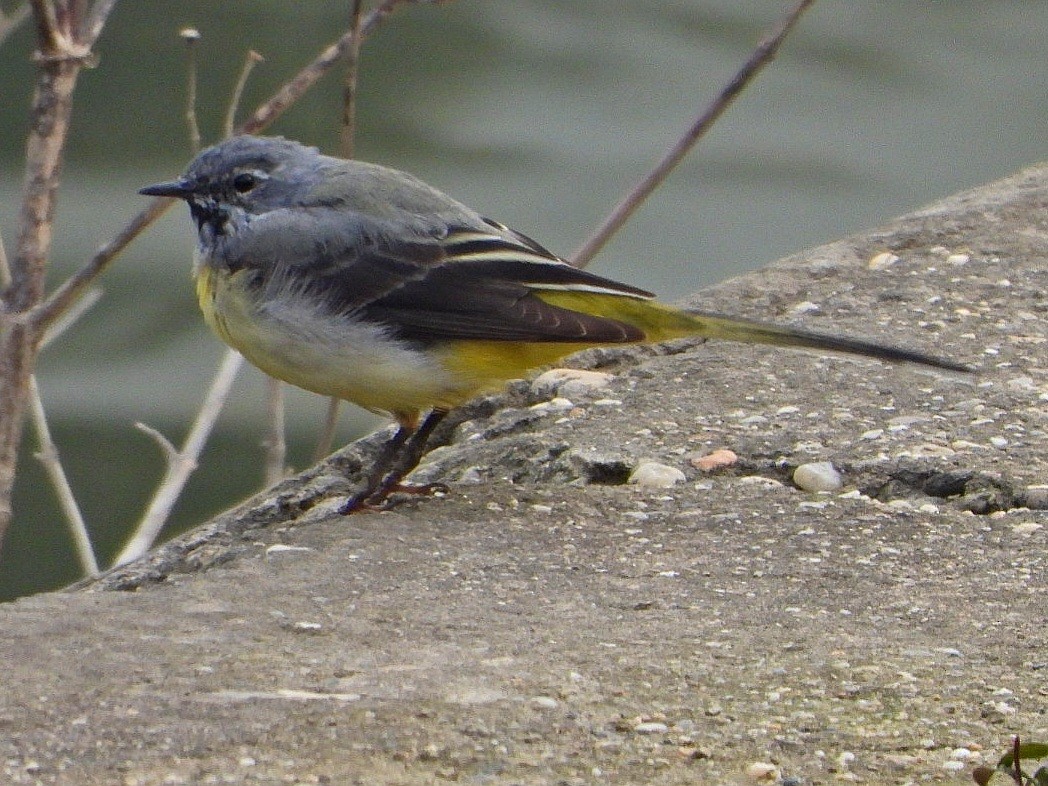 Gray Wagtail - ML616614949