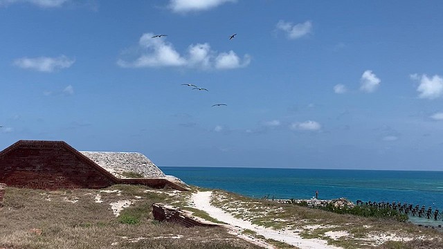 Brown Pelican - ML616614973