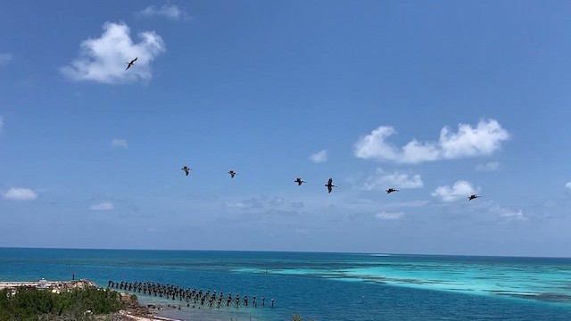 Brown Pelican - ML616614974