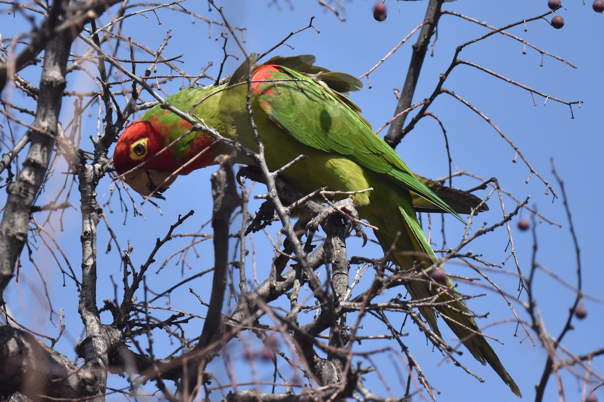 Guayaquil Papağanı - ML616615015