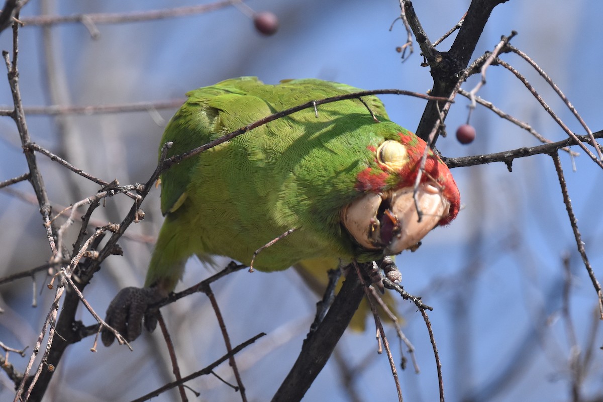 Guayaquil Papağanı - ML616615016