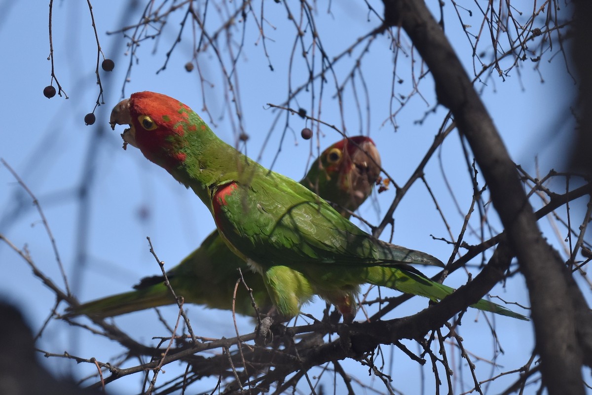 Guayaquil Papağanı - ML616615018