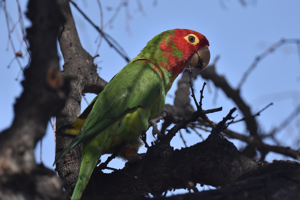 Guayaquil Papağanı - ML616615024