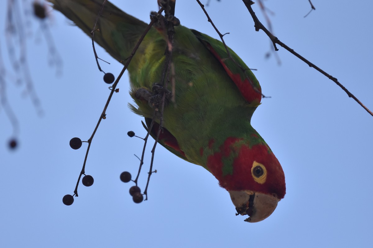 Guayaquil Papağanı - ML616615025