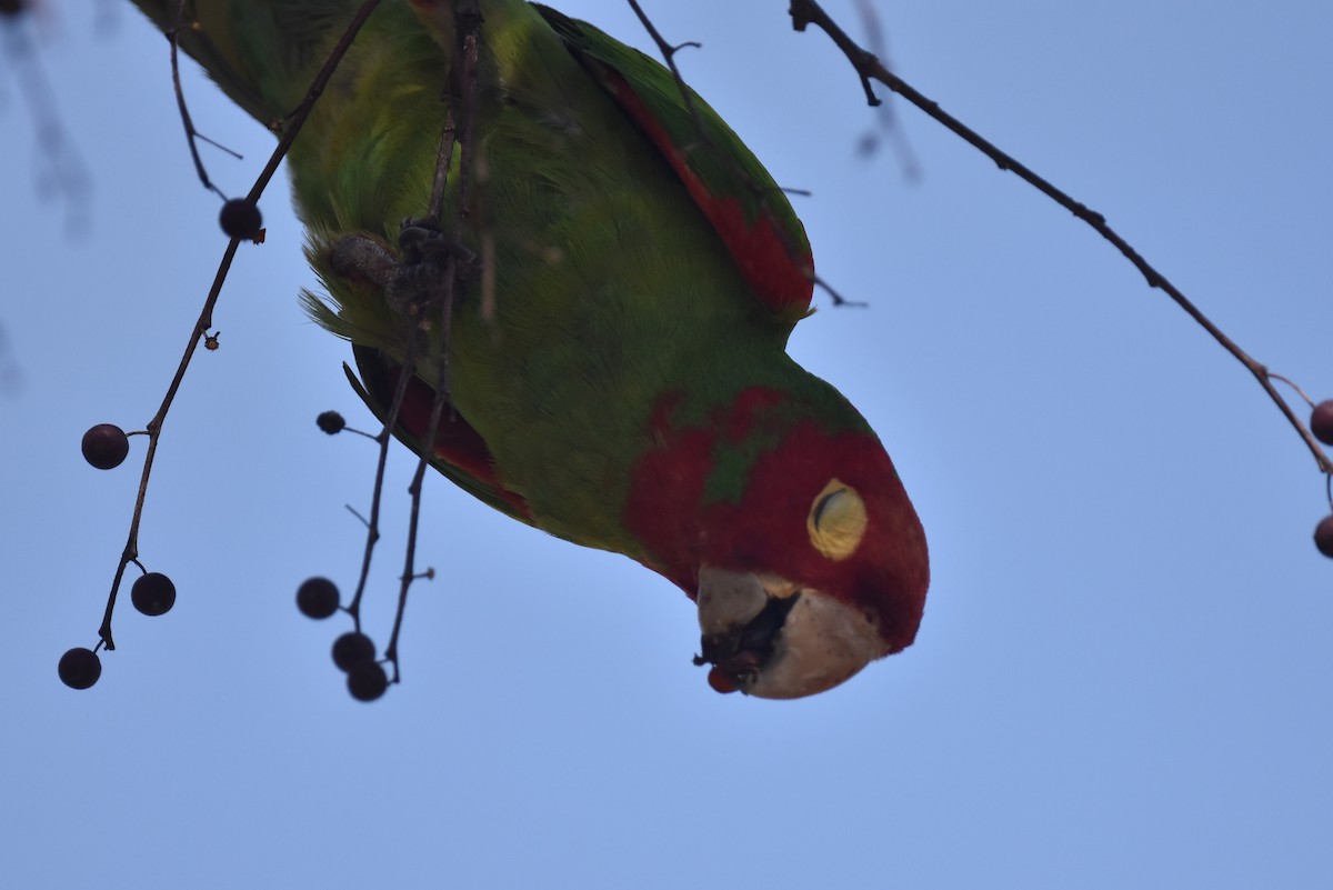 Guayaquil Papağanı - ML616615026