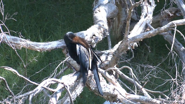 anhinga australská - ML616615041