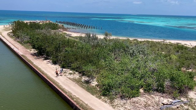 Barn Swallow - ML616615042