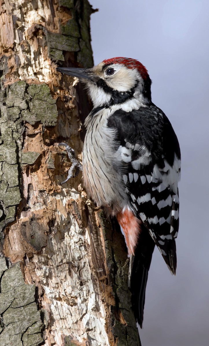 White-backed Woodpecker (White-backed) - ML616615050