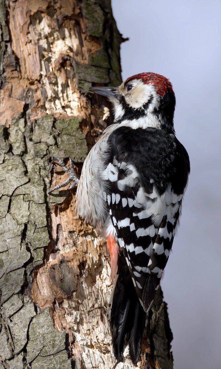 White-backed Woodpecker (White-backed) - ML616615051